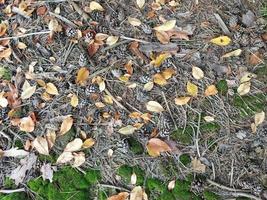 opal höst lövverk i de skog foto