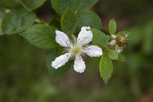 vit hallon blomma blomma på träd i de trädgård på fläck natur bakgrund. foto