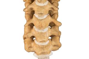 artificiell mänsklig cervical ryggrad på vit bakgrund. foto