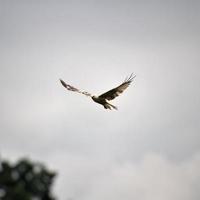 en se av en röd drake i flyg på gigrin bruka i wales foto