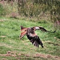 en se av en röd drake i flyg på gigrin bruka i wales foto