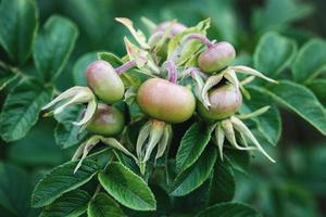 grön reste sig höft, frukt av söt-brier, omogen rosa rugosa frukt växande på buske foto