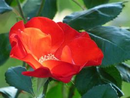 närbild av en röd blomma foto