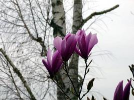 lila magnolia blommar foto