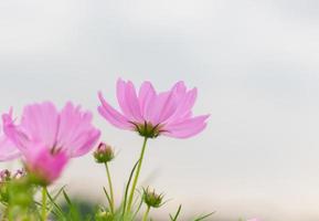 rosa kosmos blommor i fält. foto