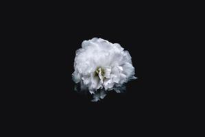 vitbladad blomma foto