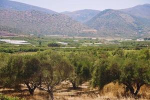 olivträd på Kreta framför bergen