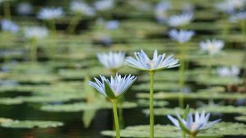 utsikt över en liljedamm med blå blommor foto