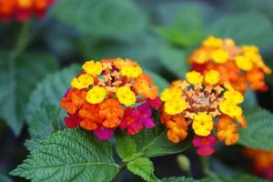 närbild av tropiska blommor foto