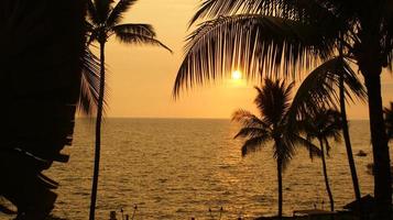 palmträdsilhuetter vid solnedgången foto