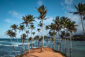 kokosnöt träd kulle i Sri Lanka foto