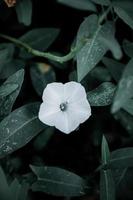 närbild av en vit blomma foto