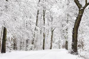 vinterlig skogsväg foto