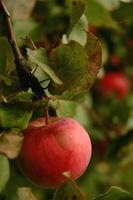 rött äppelträd foto