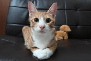 orange tabby katt liggande ner på soffa och ser på kamera foto