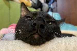 en svart kattunge med gula ögon som dyker upp ur sängen. baby svart katt sitter på sängen foto