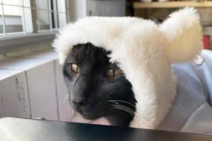 söt pott utseende på de kamera i en kanin kostym. svart kattunge bär en söt hatt med kanin öron. svart katt med hatt. Lycklig påsk begrepp foto