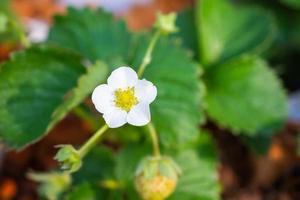 jordgubb blomma i organisk bruka trädgård foto