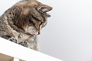 porträtt av söt inhemsk beige makrill tabby katt med röd näsa på grå bakgrund kopia Plats, husdjur foto