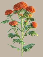 3d illustration av en dendranthema blomma med orange blommar foto