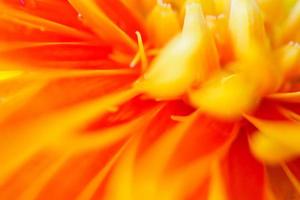 orange gerbera blommor stänga upp abstrakt bakgrund foto