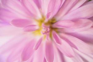 skön blommor stänga upp abstrakt bakgrund foto