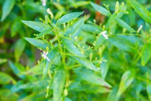 andrographis paniculata färsk thailändsk örtmedicin örter ekologiska växtblad och blomma, närbild foto