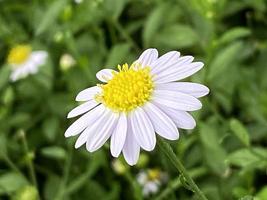 daisy blommor i trädgård stänga upp foto