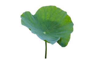 lotus blad isolera samling av vit bakgrund foto