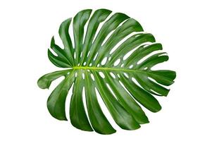 monstera lämnar blad med isolat på vit bakgrund lämnar på vitt foto