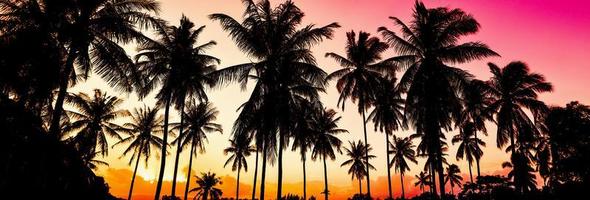 panorama- se av tropisk solnedgång med kokos träd silhuetter foto