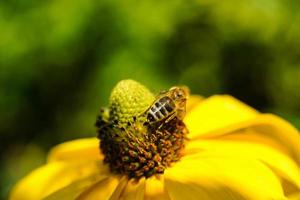 de bin samla pollen från en gul solros för en Bra honung foto