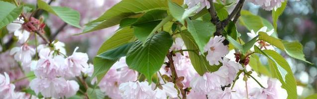 pastell rosa körsbär sakura i japan i blomstrande säsong foto