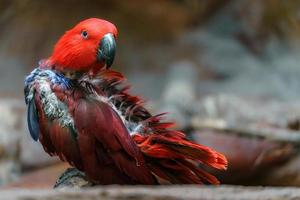 eklektus papegoja i Zoo foto