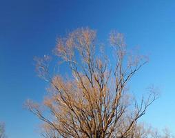 torr träd stå i vinter- och klar blå himmel foto