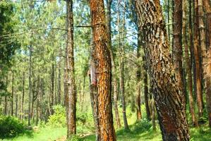 de naturlig landskap av de trä skog den där är lämplig som en bakgrund foto