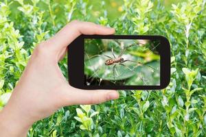 jordbrukare fotografier Spindel på spindelnät på buxbom foto