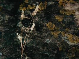 torr blad av gräs på de bakgrund av stenar med mossa foto