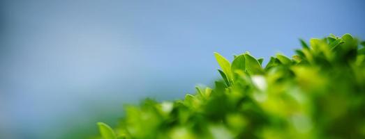 närbild av skön natur se grön blad på suddig grönska med blå himmel som bakgrund i trädgård med kopia Plats använder sig av som bakgrund omslag sida begrepp. foto