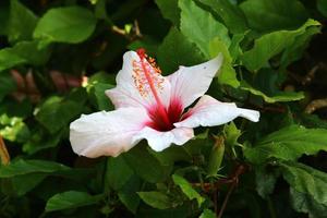 kinesisk hibiskus blooms i en stad parkera i nordlig israel. foto