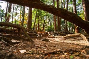 kinone michi, utsatt träd rot på jord av gående spår i montera kurama, de textavsnitt mellan kurama-dera till kifune helgedom, kyoto prefektur, kansai, japan foto