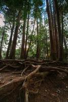 kinone michi, utsatt träd rot på jord av gående spår i montera kurama, de textavsnitt mellan kurama-dera till kifune helgedom, kyoto prefektur, kansai, japan foto