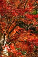 pittoresk scen av höst i japan foto