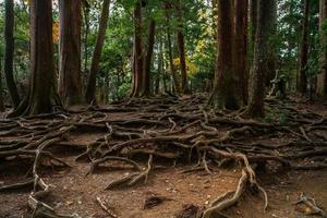 kinone michi, utsatt träd rot på jord av gående spår i montera kurama, de textavsnitt mellan kurama-dera till kifune helgedom, kyoto prefektur, kansai, japan foto