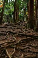 kinone michi, utsatt träd rot på jord av gående spår i montera kurama, de textavsnitt mellan kurama-dera till kifune helgedom, kyoto prefektur, kansai, japan foto