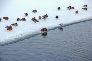 ankor simma längs de isig Bank av de flod. vild ankor i vinter. de yta av de vatten är delvis täckt med is. foto