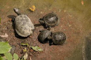 de familj av sköldpaddor är i en dålig miljö. sköldpaddor simma i en damm med smutsig vatten foto