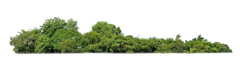 grön träd isolerat på vit bakgrund. skog och löv i sommar rader av träd och buskar foto
