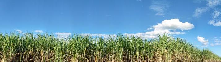sockerrör fält och blå himmel foto
