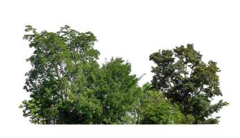 skog och lövverk i sommar för både utskrift och webb sidor isolerat på vit bakgrund foto